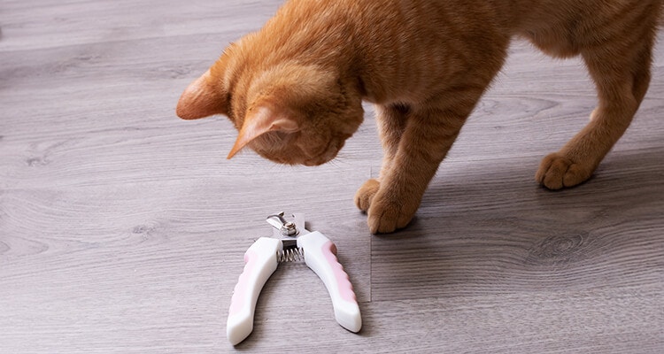 Ginger Kätzchen schaut sich die Schere an, um die Krallen zu schneiden.