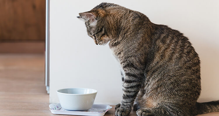 Katze schaut in einen Napf