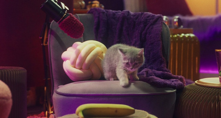 Dürfen Katzen unser Essen fressen?