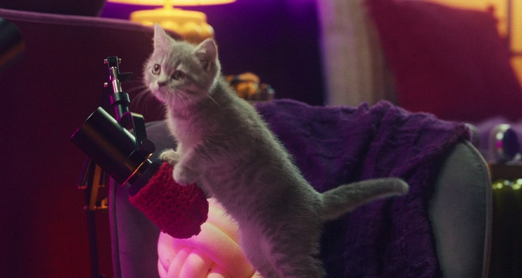 Welche Nährstoffe braucht ein Katzenbaby und weshalb?