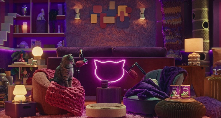 Wie stelle ich meiner Katze mein neues Kätzchen vor?