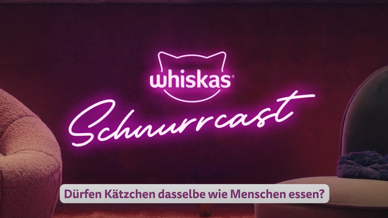 Dürfen Katzen unser Essen fressen?