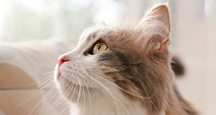 Katze schaut in die Ferne