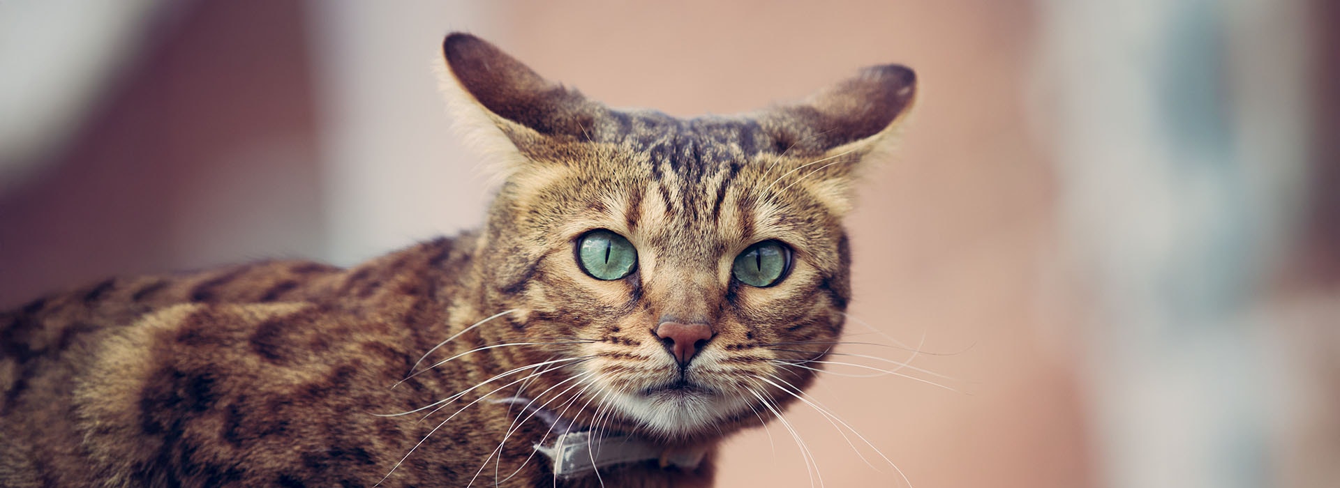 Getigerte Katze mit nach hinten gestellten Augen schaut in die Kamera.