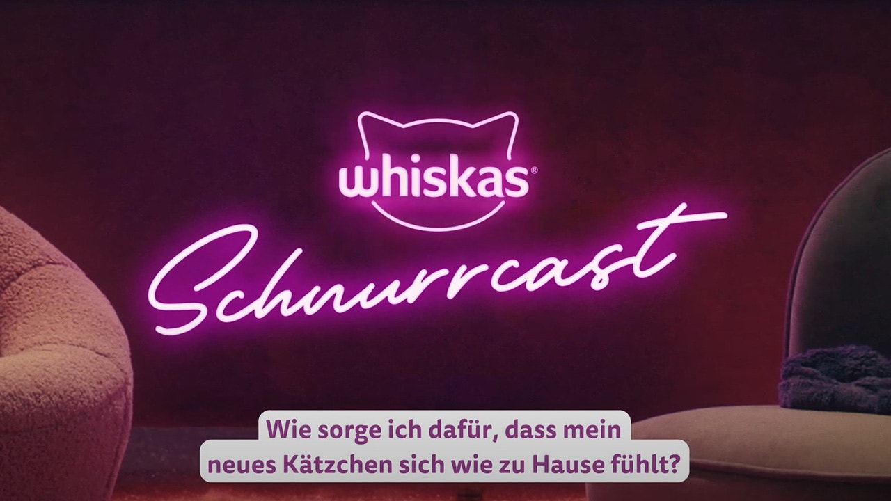 Wie sorge ich dafür, dass sich mein neues Kätzchen wie zu Hause fühlt?