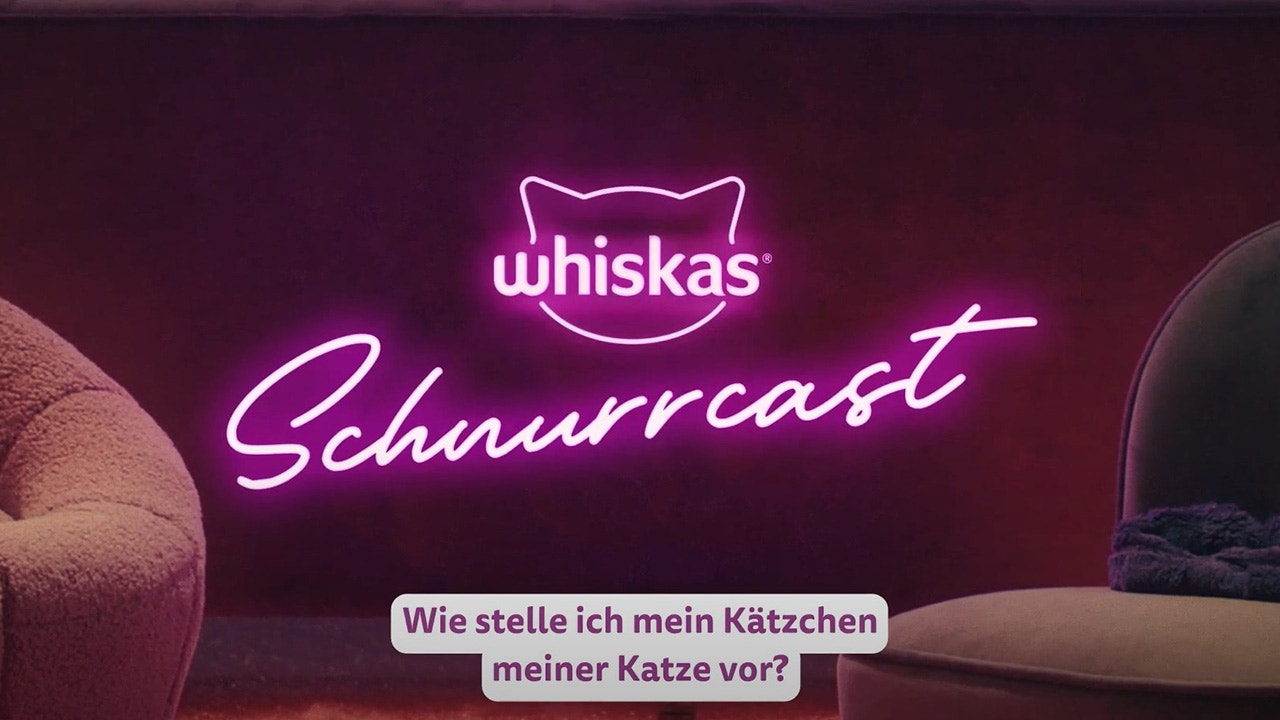 Wie stelle ich meiner Katze mein neues Kätzchen vor?