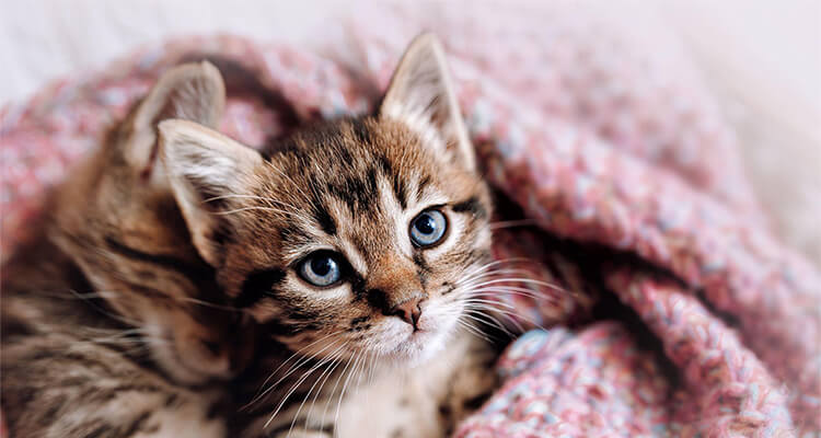 Glückliches Kätzchen in einer kuscheligen Decke