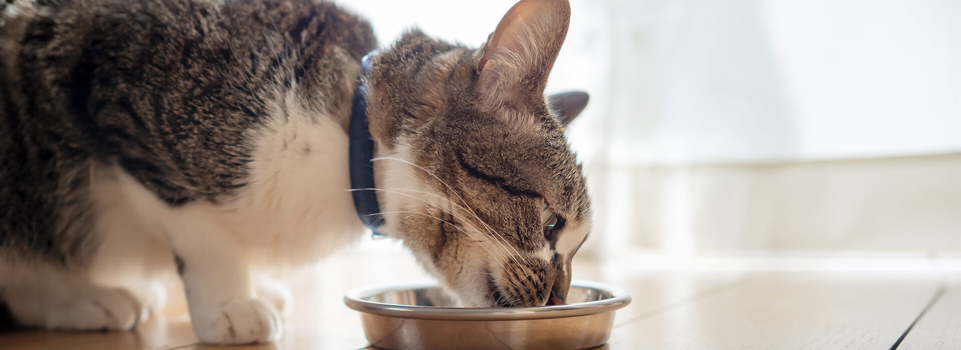 Katze frisst aus Napf auf dem Boden im Haus