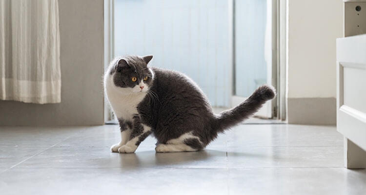 Britisch-Kurzhaar-Katze mit erhobenem Schwanz