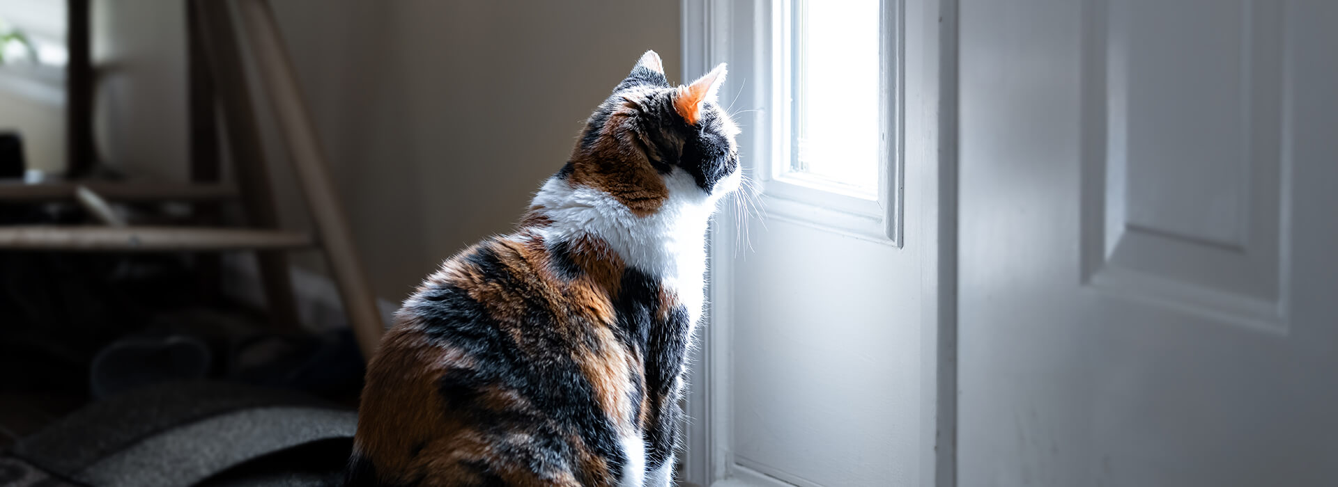 Calico-Katze sitzt und schaut durch das kleine Fenster der Haustür auf der Veranda