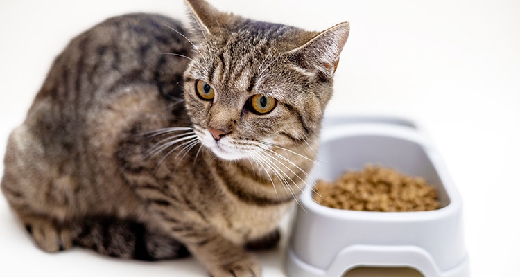 Katze mit Schüssel mit Trockenfutter