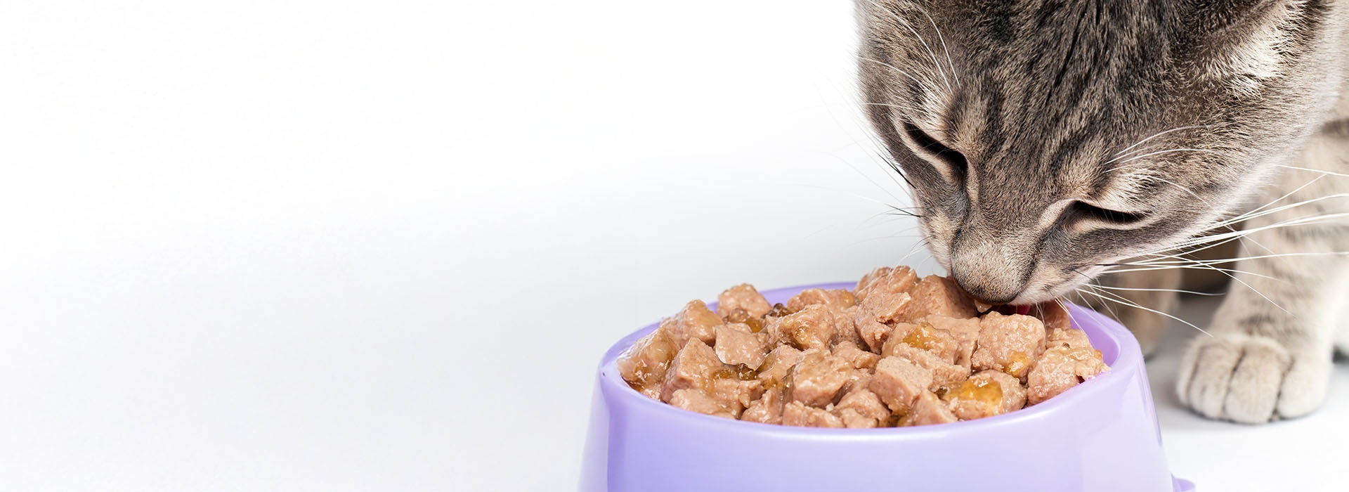 grau getigerte Katze frisst aus lila Schüssel