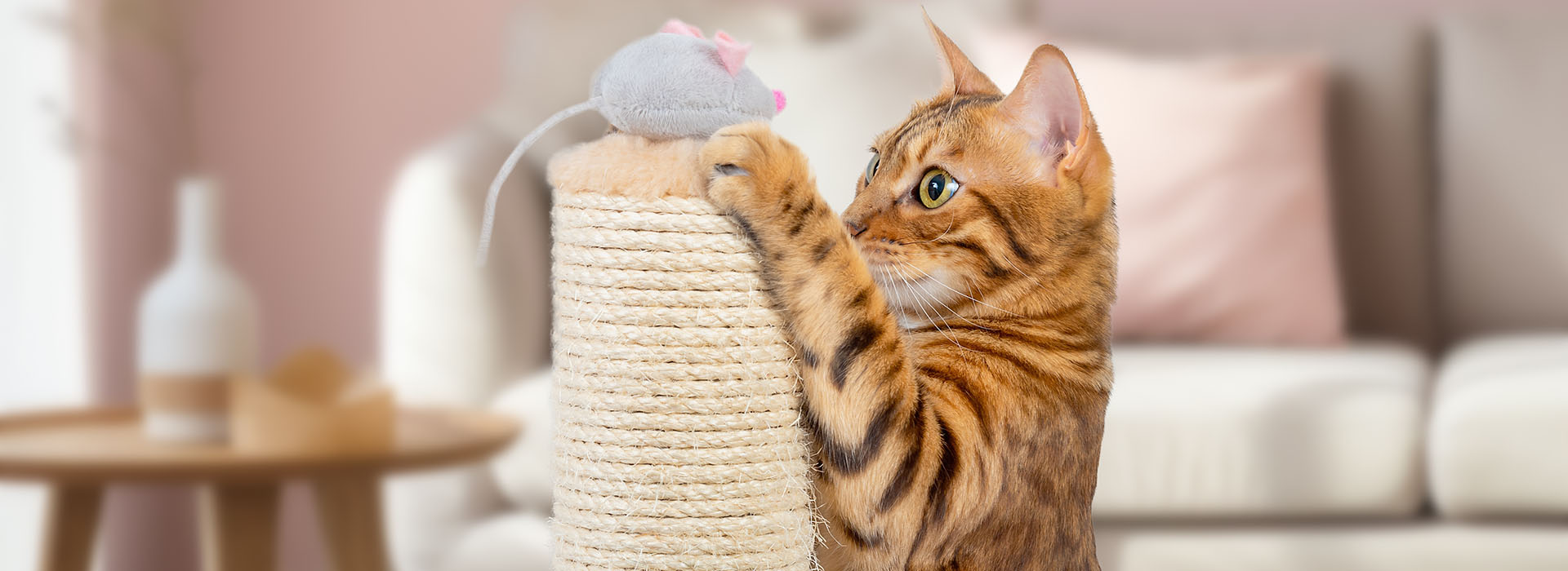 Bengalkatze spielt mit einer Plüschmaus auf einem Kratzbaum