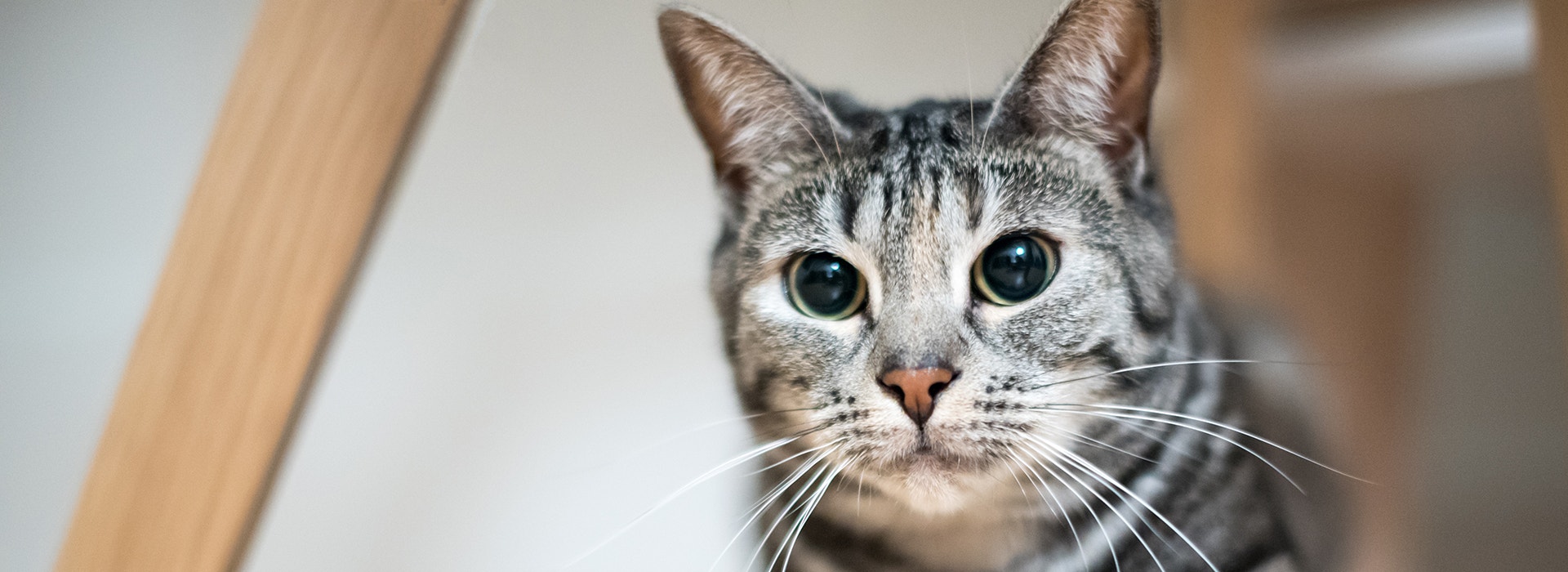 Europäisch Kurzhaar mit geweiteten Pupillen