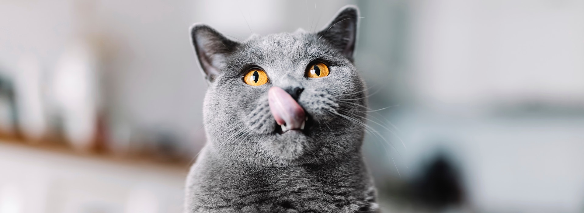 Britisch-Kurzhaar-Katze mit herausgestreckter Zunge, die sich die Lippen leckt