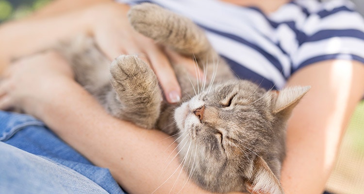 Katze und Besitzer kuscheln.