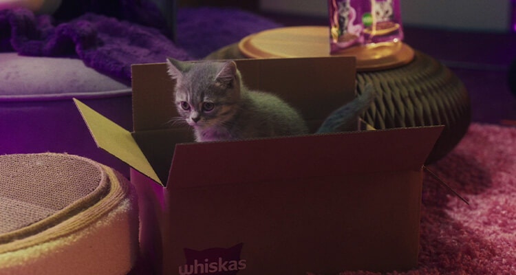 Wie sorge ich dafür, dass sich mein neues Kätzchen wie zu Hause fühlt?