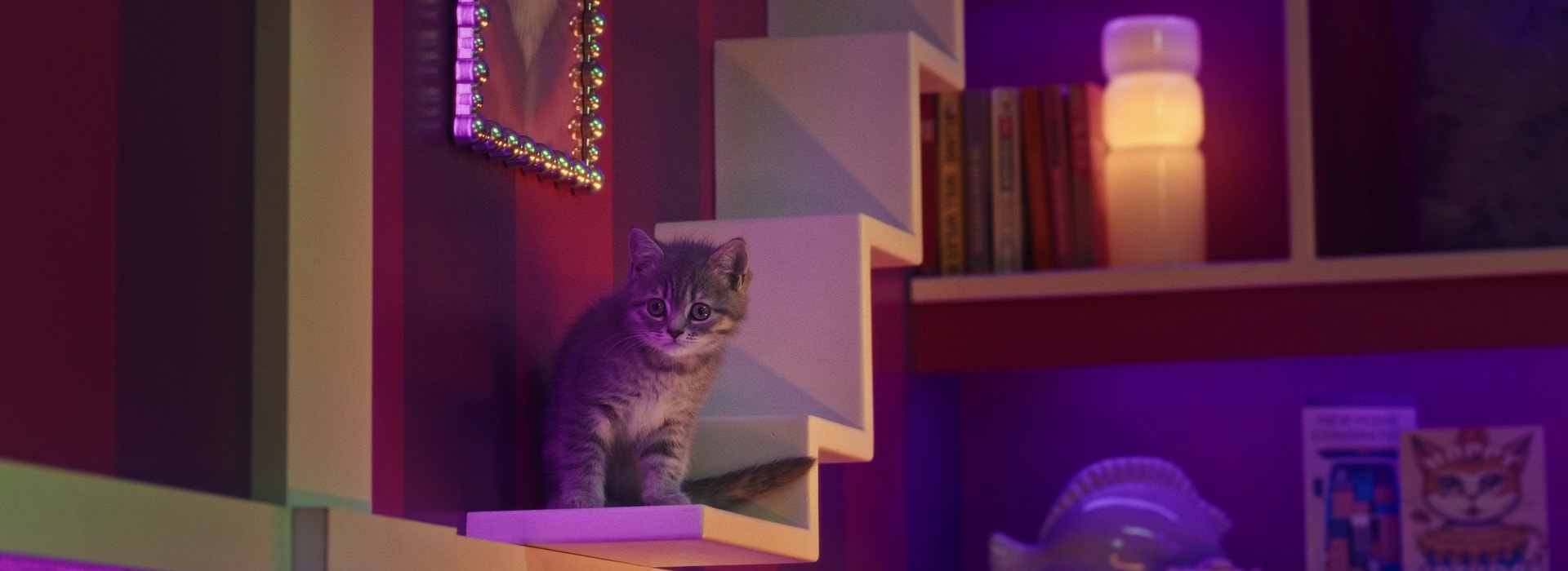 Wie oft sollte ich mein Kätzchen spielen lassen?