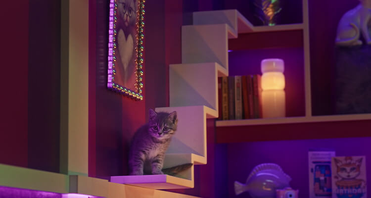 Wie oft sollte ich mein Kätzchen spielen lassen?