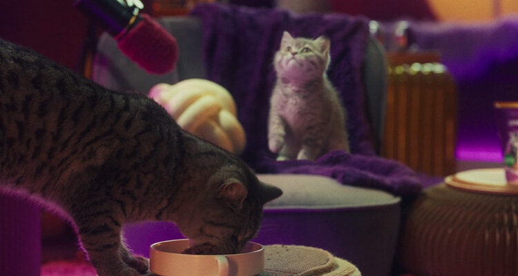 Wann stelle ich mein Kätzchen auf Erwachsenenfutter um?