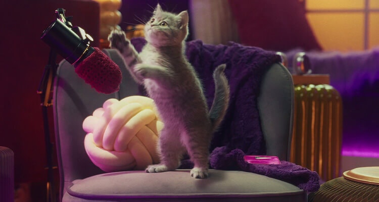 Warum macht mein Kätzchen dieses Geräusch?