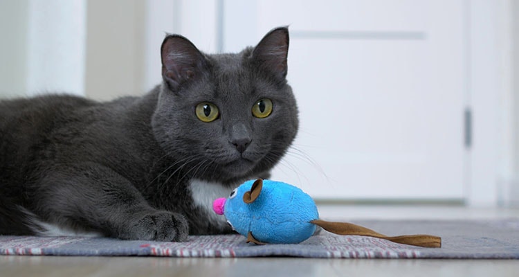 Graue Katze mit nach vorne gerichteten Ohren liegt auf einem kleinem Teppich vor einer blauen Spieleugmaus.