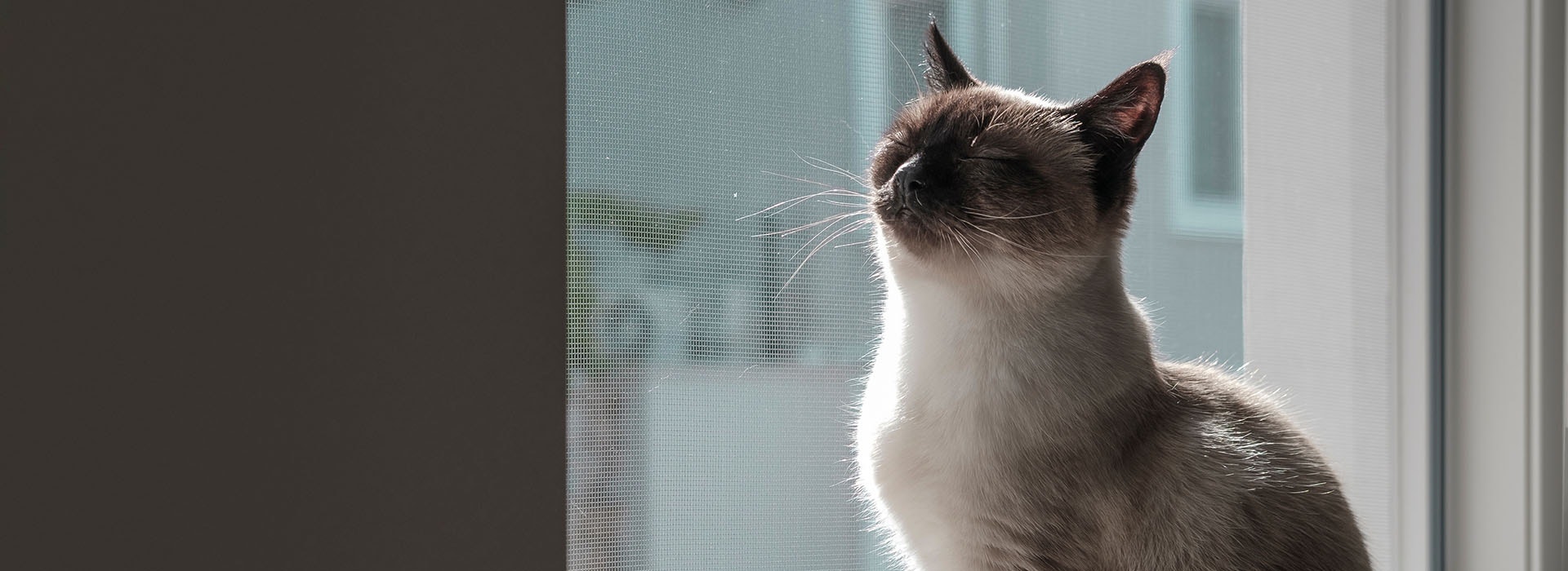 Eine Siamkatze sitzt auf einer Fensterbank und genießt das Sonnenlicht, das durch das Fenster scheint
