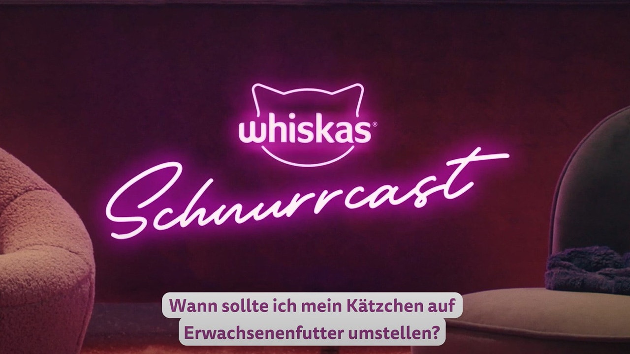 Wann stelle ich mein Kätzchen auf Erwachsenenfutter um?