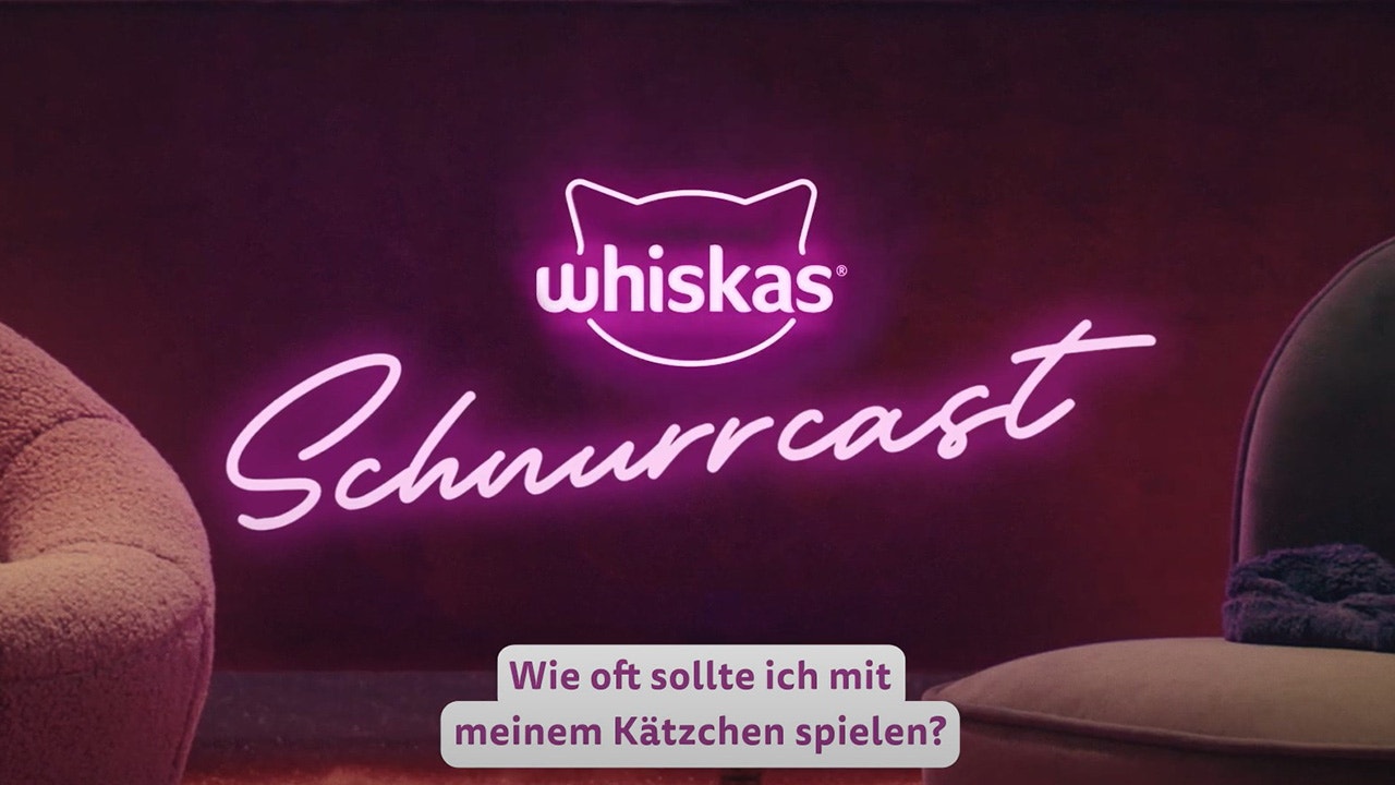 Wie oft sollte ich mein Kätzchen spielen lassen?