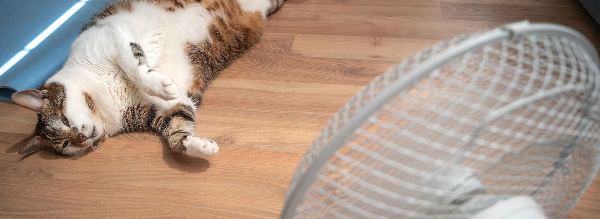 Katze liegt auf dem Boden vor einem Ventilator, um sich an einem heißen Tag in der Wohnung abzukühlen
