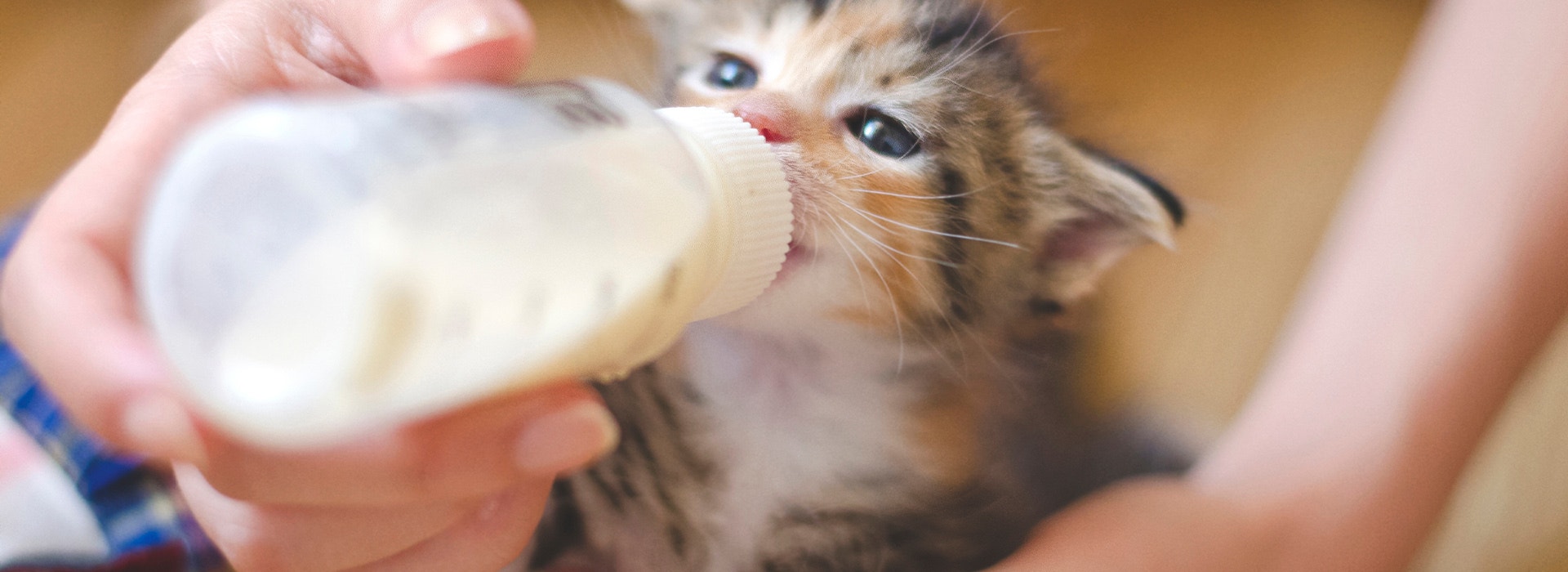 Kleine Katze wird mit Milchflasche gefüttert