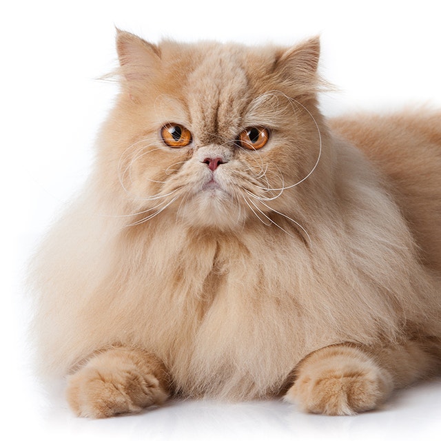 Perserkatze-Langhaar-Braun.jpeg