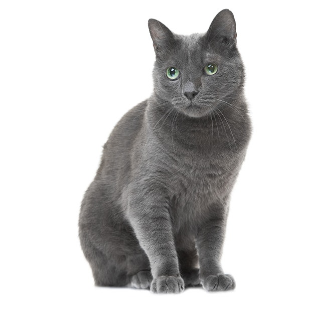 Russian Blue.jpeg