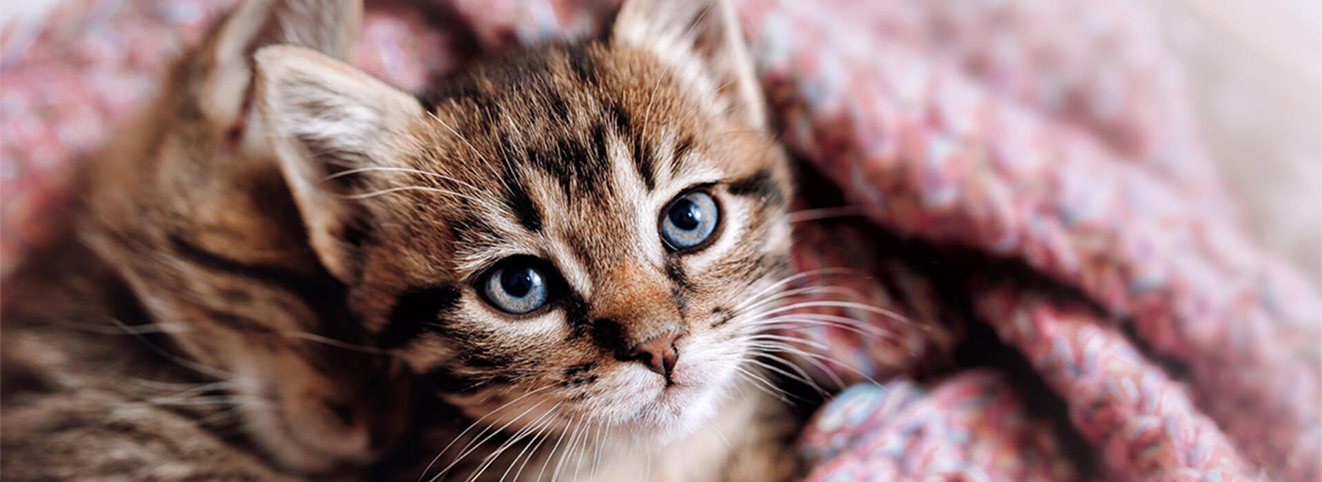 Glückliches Kätzchen in einer kuscheligen Decke