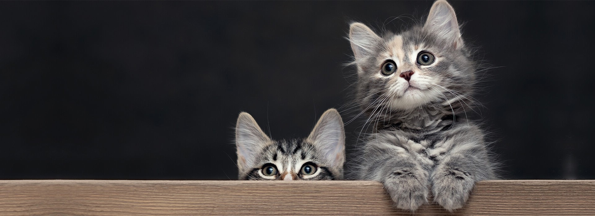 Adoption eines Kätzchens