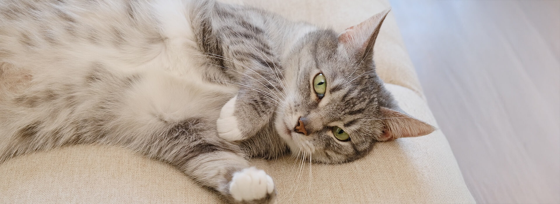 Ältere Katze liegt auf dem Sofa