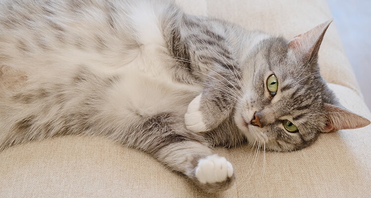 Ältere Katze liegt auf dem Sofa