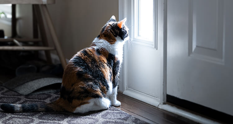 Calico-Katze sitzt und schaut durch das kleine Fenster der Haustür auf der Veranda