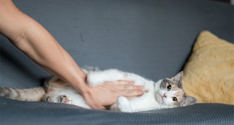 Wie erkenne ich, ob meine Katze übergewichtig ist?