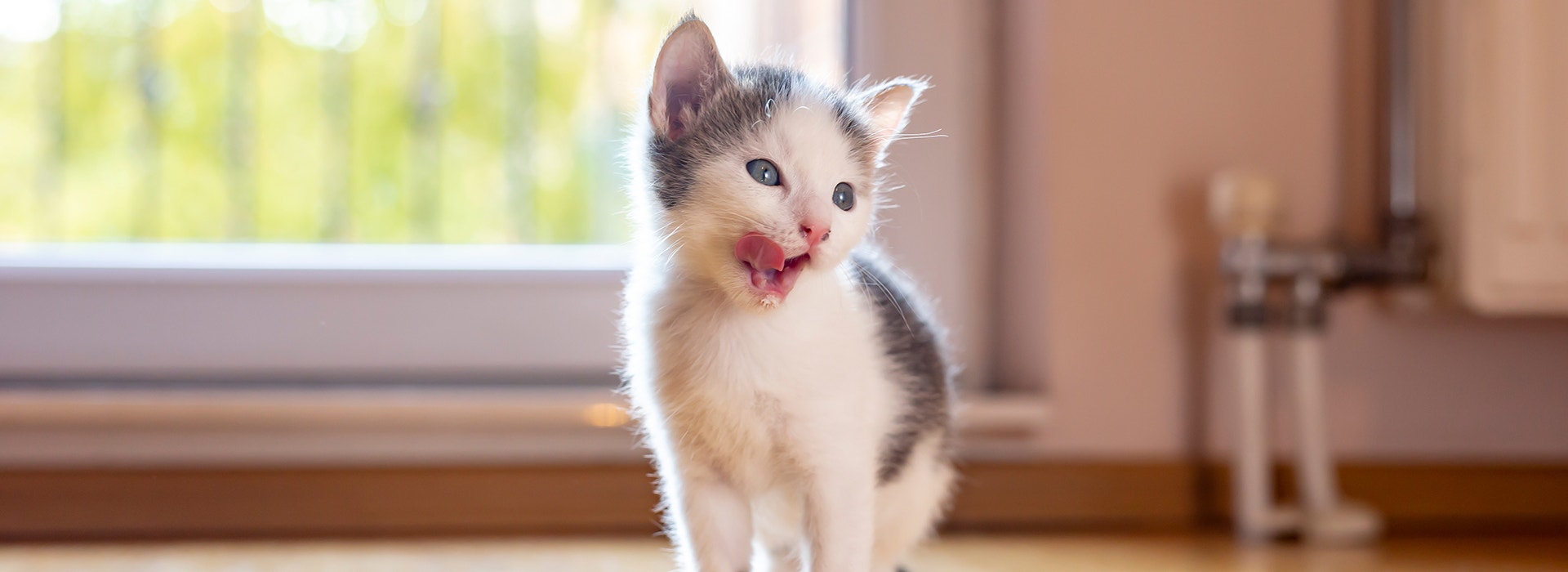 Kätzchen leckt sich die Lippen neben einem Napf, der auf dem Wohnzimmerboden neben einem Fenster steht