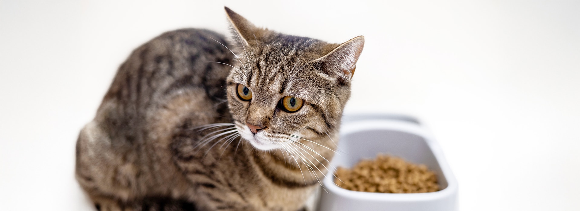 Katze mit Schüssel mit Trockenfutter