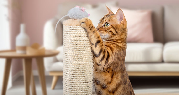 Bengalkatze spielt mit einer Plüschmaus auf einem Kratzbaum