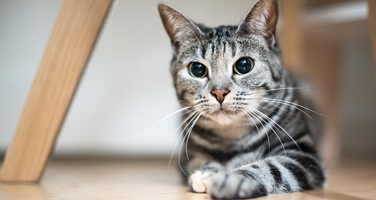 Europäisch Kurzhaar mit geweiteten Pupillen