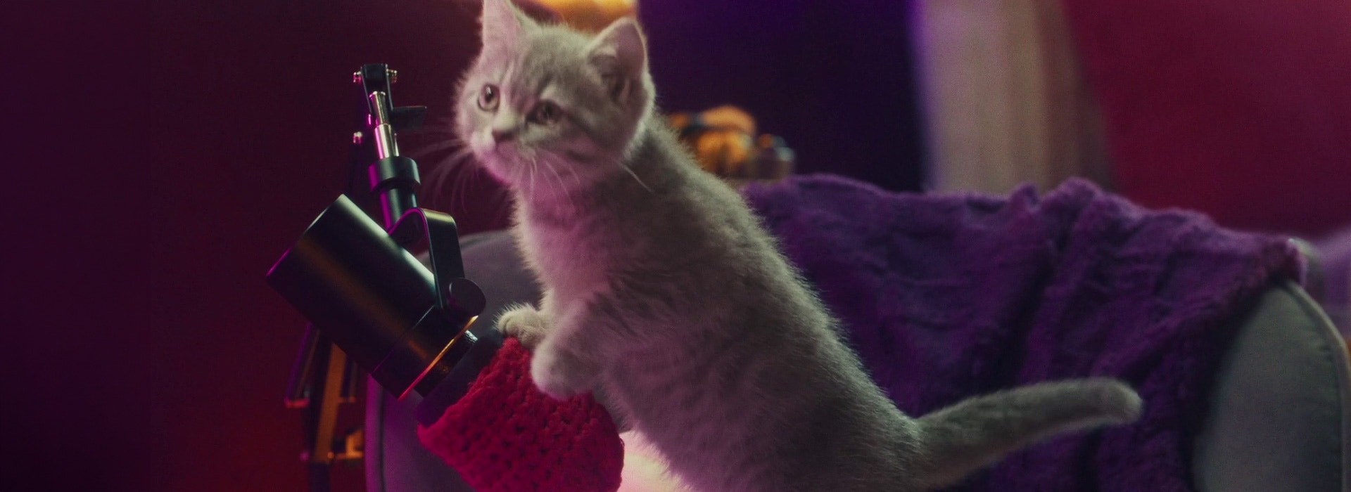 Welche Nährstoffe braucht ein Katzenbaby und weshalb?