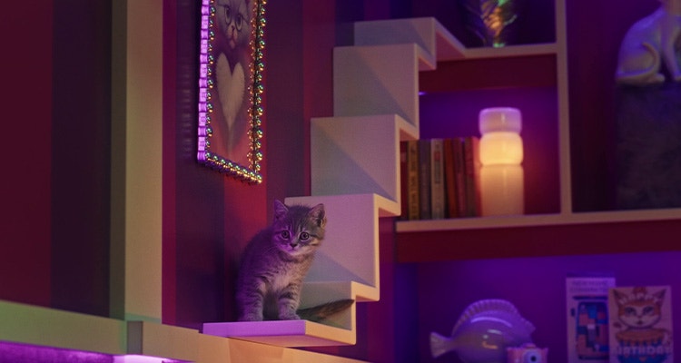 Wie oft sollte ich mein Kätzchen spielen lassen?