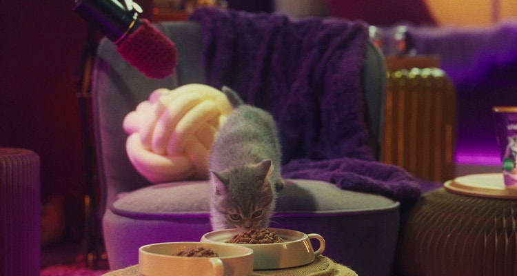 Was bedeutet das Schnurren meines Kätzchens?