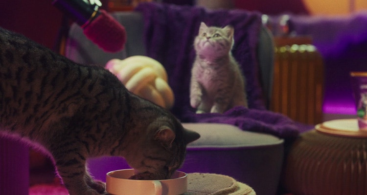 Wann stelle ich mein Kätzchen auf Erwachsenenfutter um?