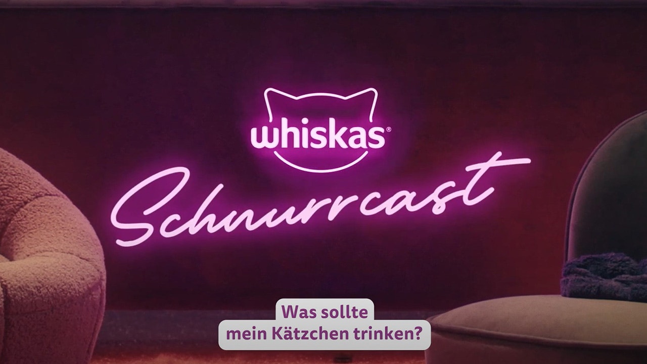 Trinken Katzen Wasser