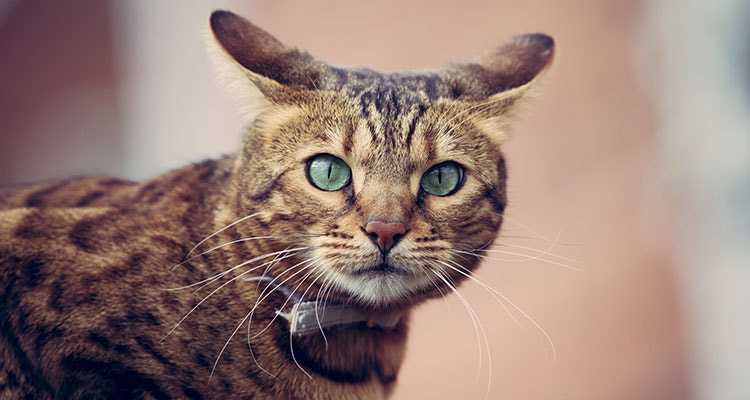 Getigerte Katze mit nach hinten gestellten Augen schaut in die Kamera.