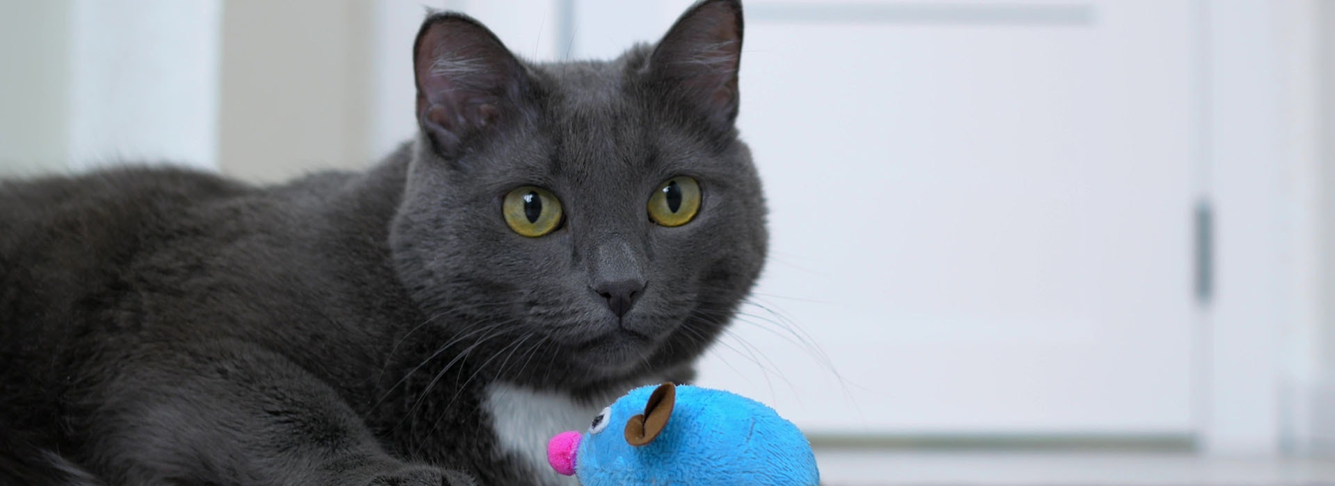 Graue Katze mit nach vorne gerichteten Ohren liegt auf einem kleinem Teppich vor einer blauen Spieleugmaus.